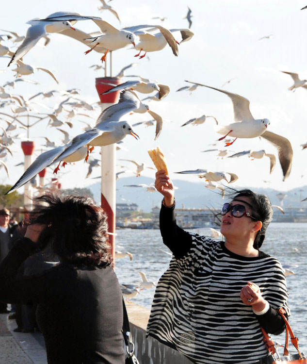 Black-headed gulls attract visitors to Kunming