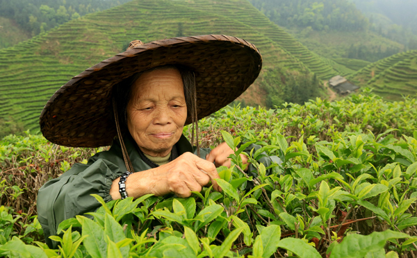 Tea picking season arrives