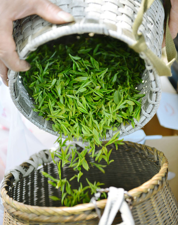 Tea picking season arrives