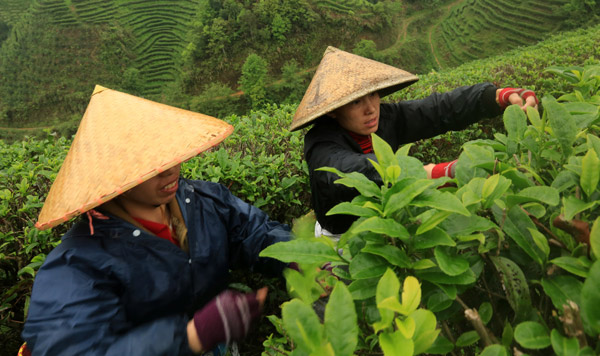 Tea picking season arrives