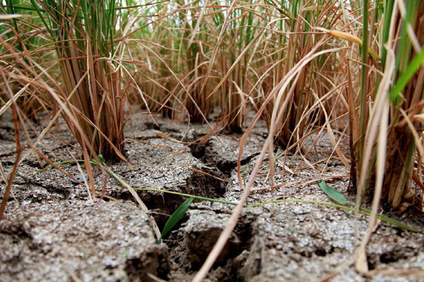 Lingering drought in S China damages agriculture