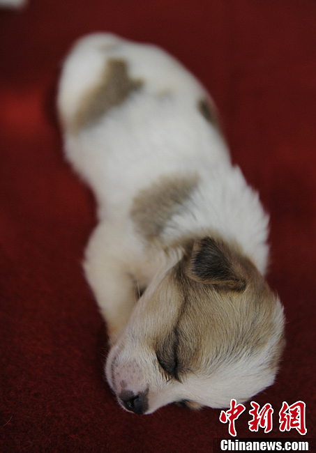 Puppies become big star of exhibition in NE China