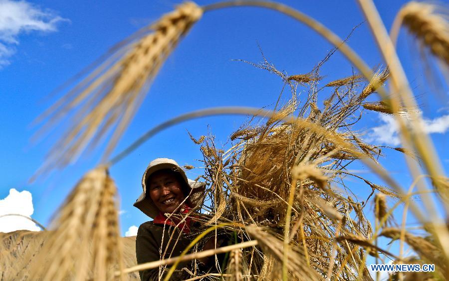 Tibet expected to witness bumper harvest