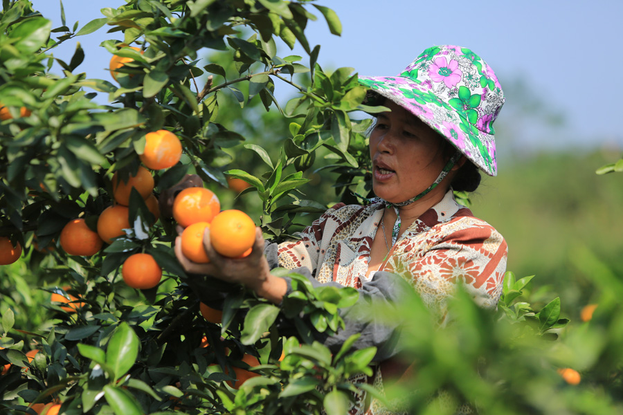 Autumn harvest for citrus farmers