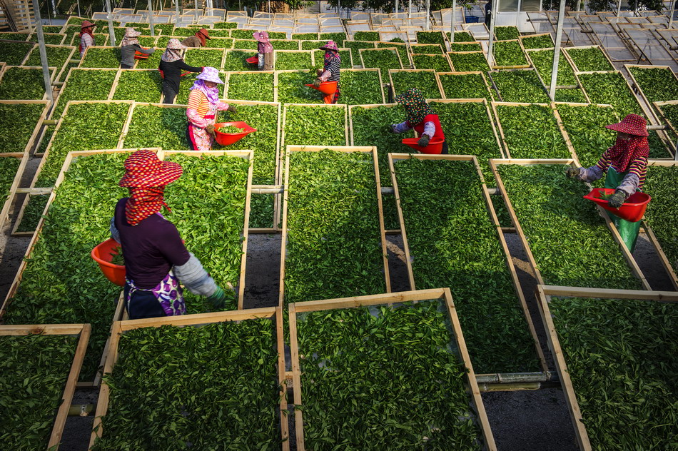 Fuding savors success in white tea