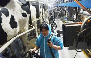 Dairy firms looking at M&As