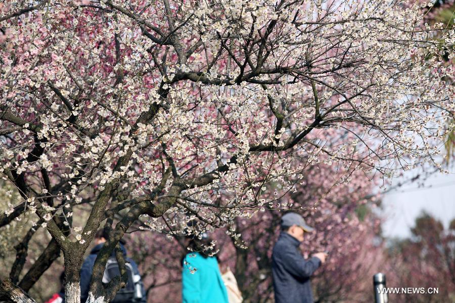 Tourists enjoy plum blossoms in E China's Nanjing