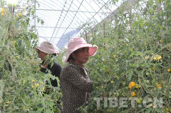 China becomes world's second largest agricultural insurance market