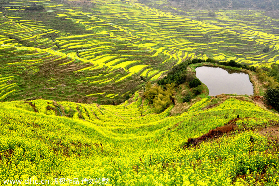 Top 10 canola flower attractions in China