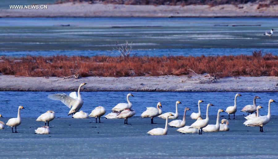 White swans seen on Ulunggur Lake, Xinjiang