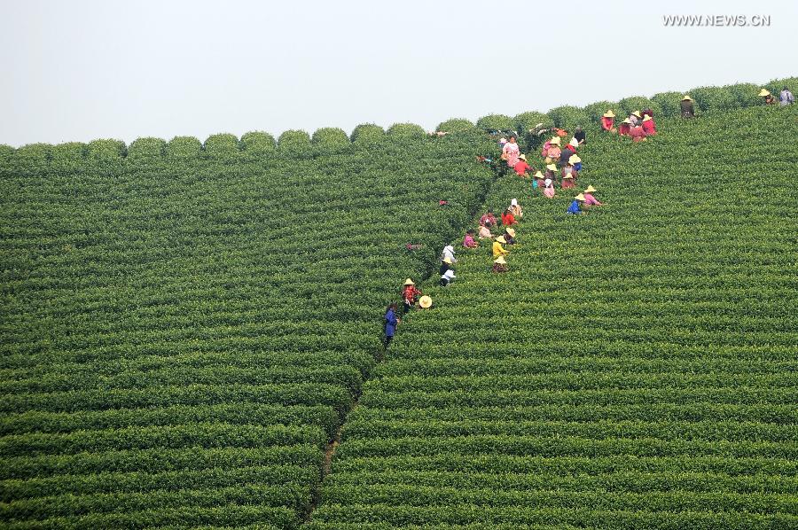 White tea enters tea picking season in east China