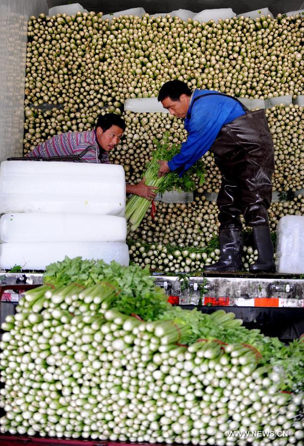 Celery crop concerns stalk Henan farmers