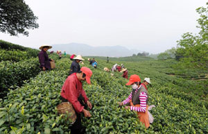 Journey of tea leaves