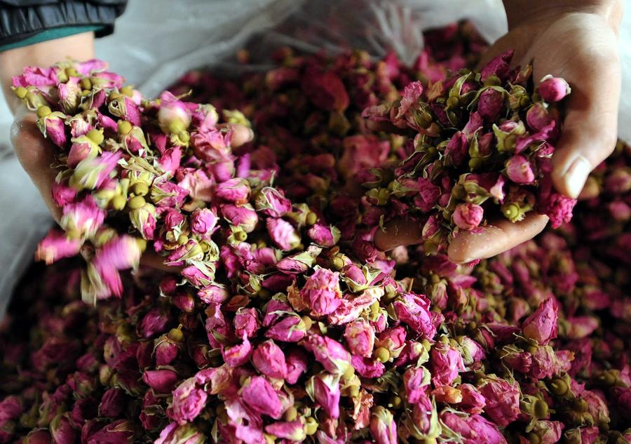 Rose flowers processed in Yunnan