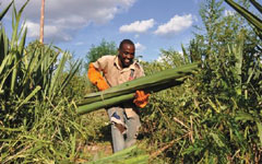 Du Pont's Pioneer combating fake seeds