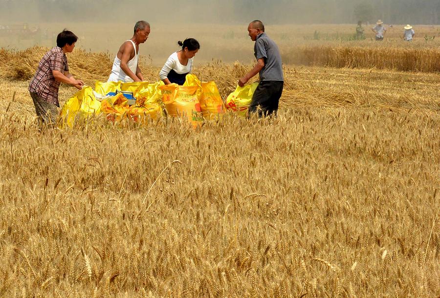 Reaping the wheat harvest in Henan