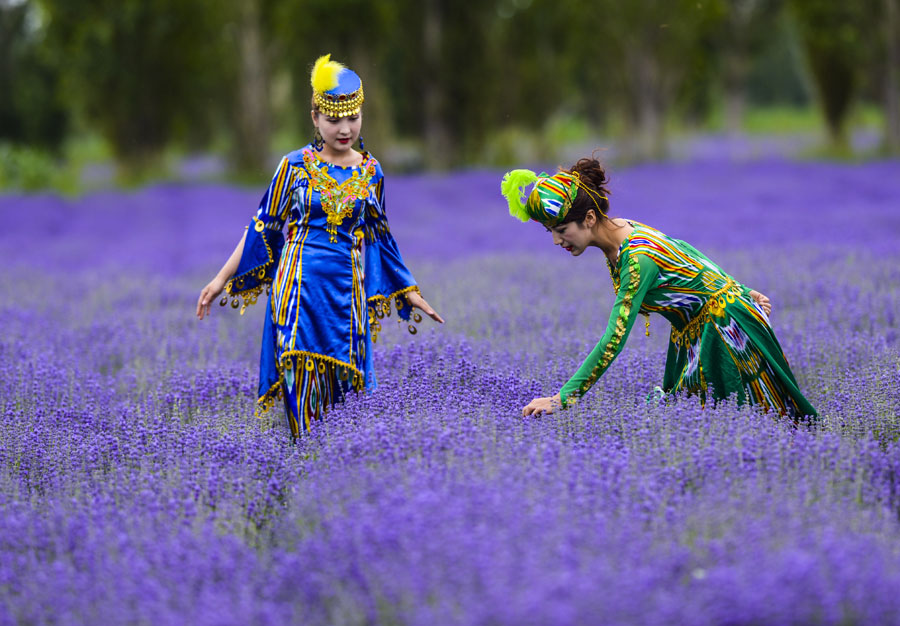 Field of Dreams