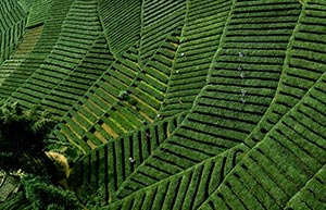 Field of Dreams