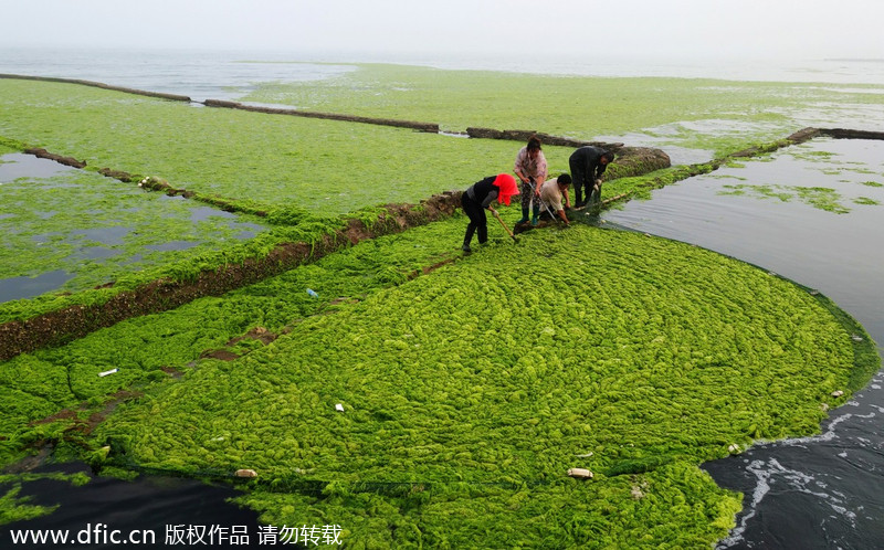 Chinese aquaculturist fights algea outburst