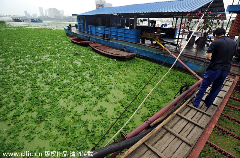 Han River turns green with plants