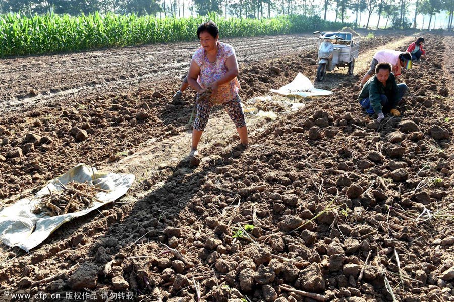 TCM harvesting in East China