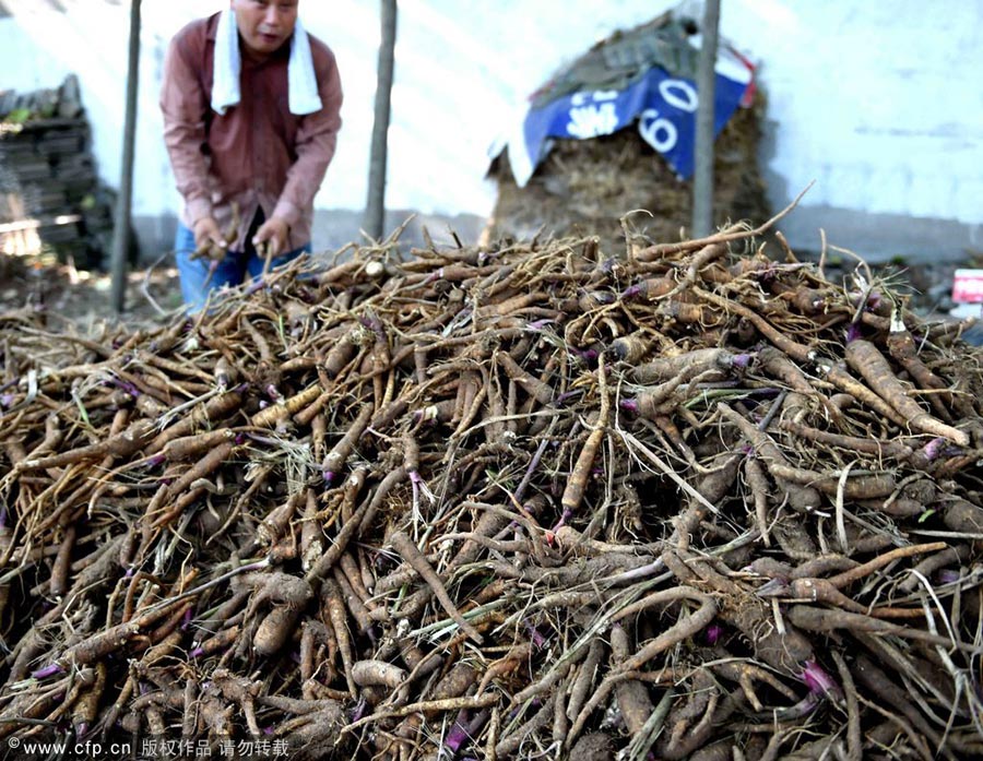 TCM harvesting in East China