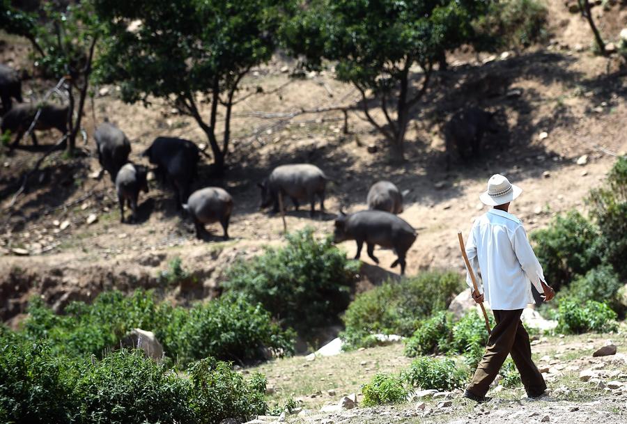 Herding wild boars on a mountain