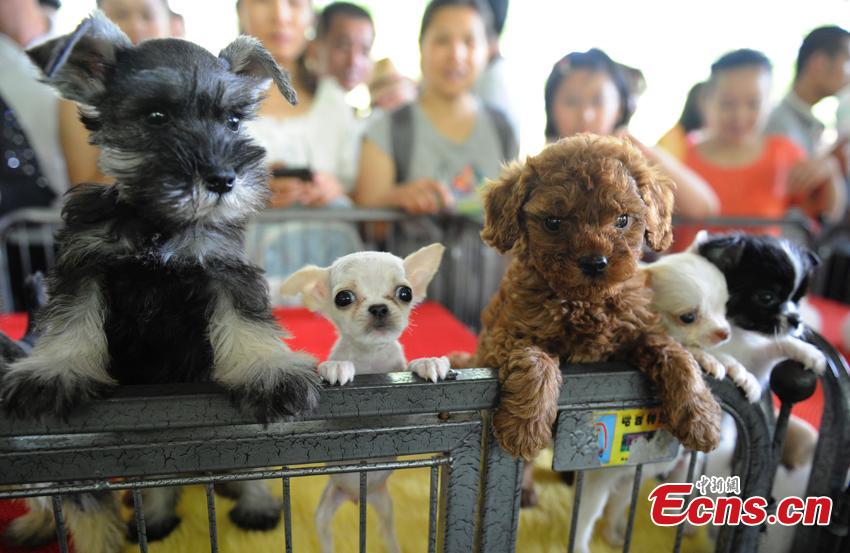 Cute pets at agricultural fair in Changchun