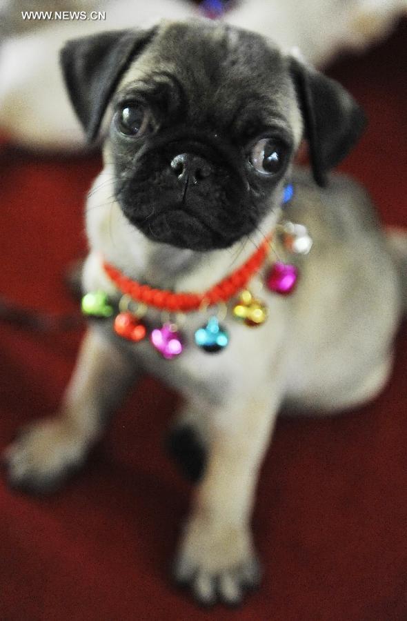 Cute pets at agricultural fair in Changchun