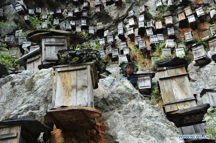 Beekeeping in Shennongjia nature reserve in Central China