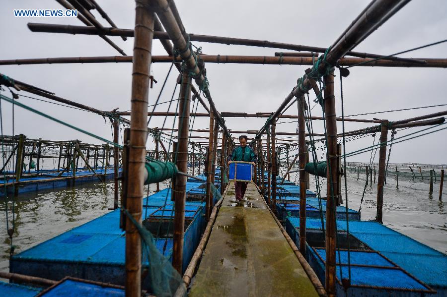 Crab harvest in Yangcheng Lake