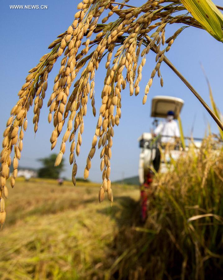 Paddyfields in E China enter into harvest season