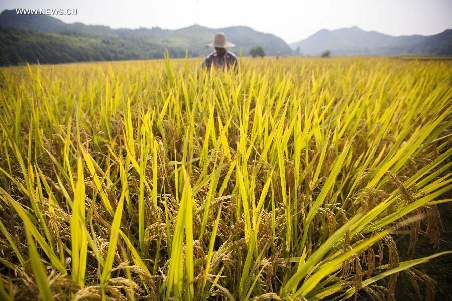 Paddyfields in E China enter into harvest season