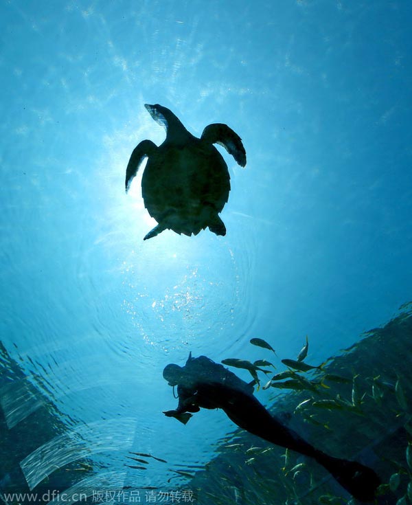 Undersea restaurant opens in Sanya