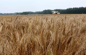 Sinograin buys 30m tons of grain to stabilize prices
