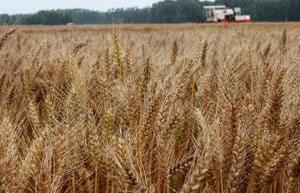 China maintains minimum wheat purchase price