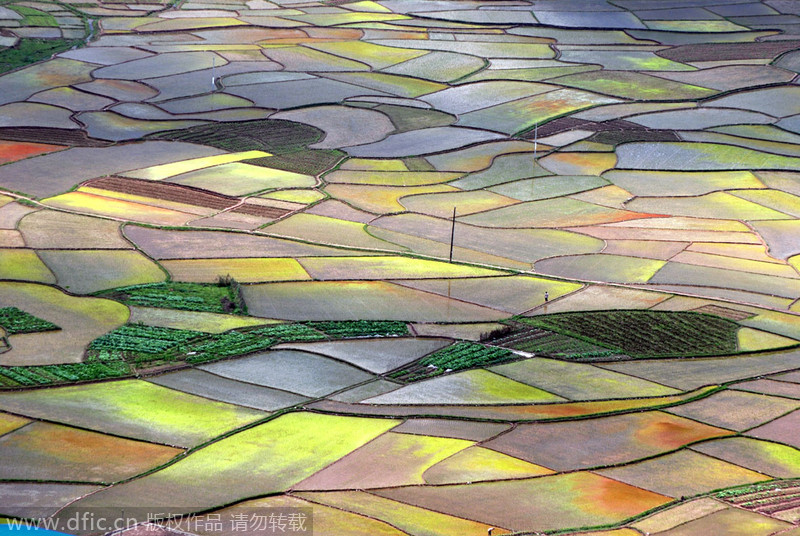 Painting with rice fields