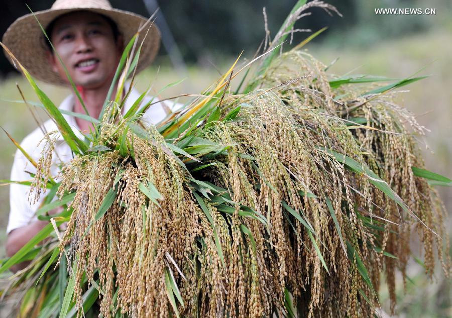 China's grain output rises 0.9% in 2014