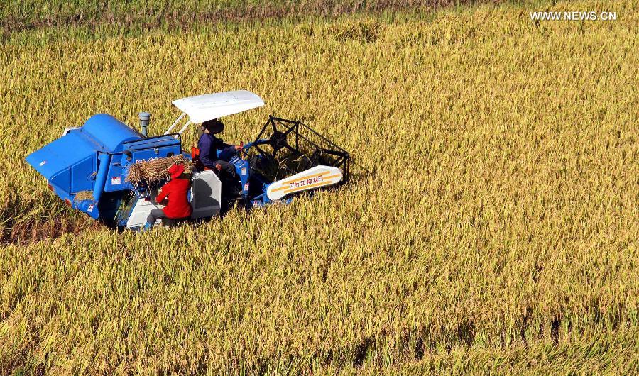 China's grain output rises 0.9% in 2014