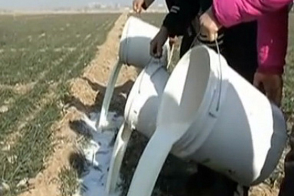 Falling prices force farmers to dump milk