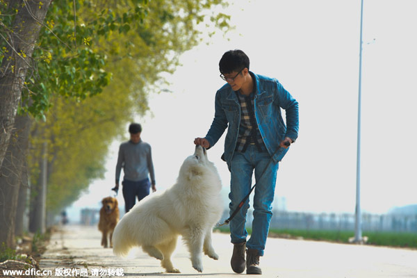 Trainer takes the bite out of dogs