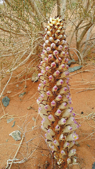 Program intends to reclaim desert land