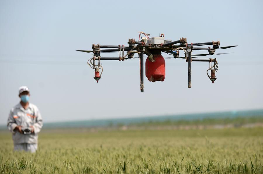 Drones fly over wheat field to spray insecticide