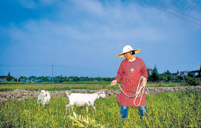 Far from the madding crowd in Shanghai