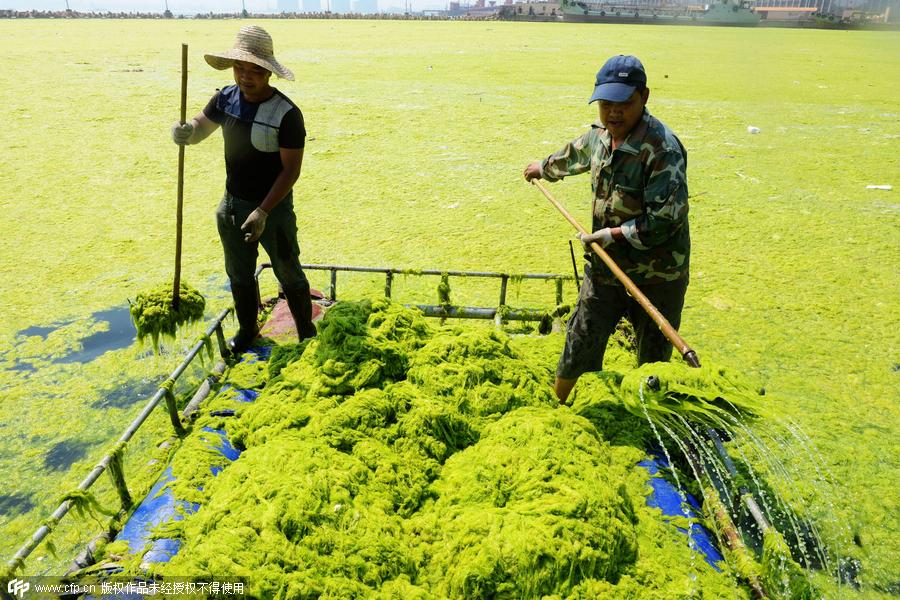 Fishermen who clean enteromorpha