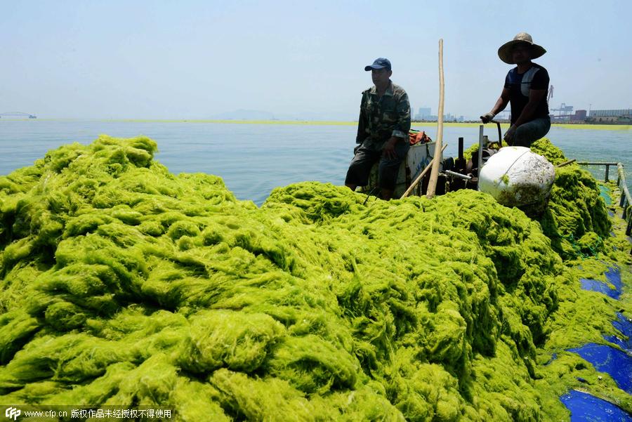 Fishermen who clean enteromorpha