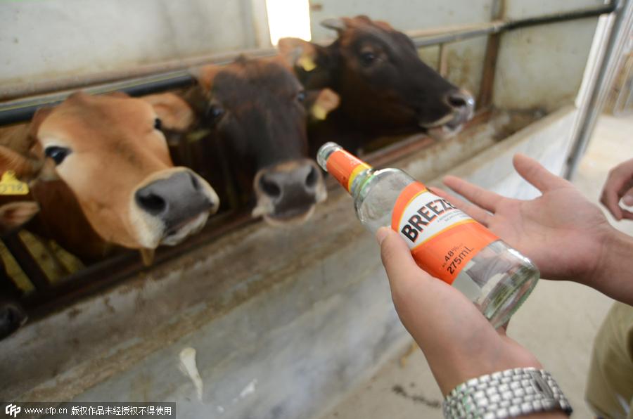 Contemporary cowboy raises cattle with beer and music