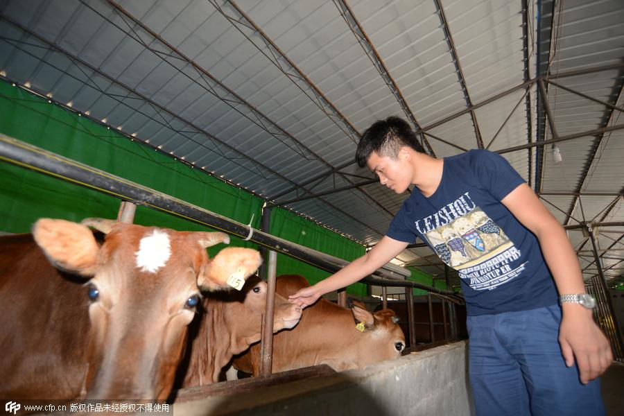 Contemporary cowboy raises cattle with beer and music