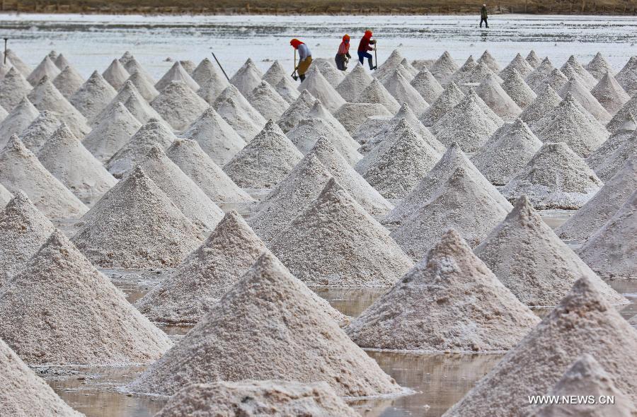 Workers harvest dried salt in Gansu