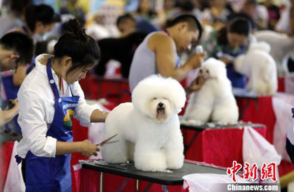Pet groomers become popular jobs